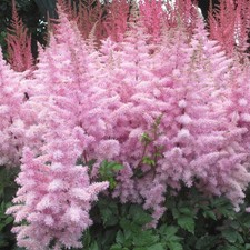 Astilbe Ice Cream - Pink