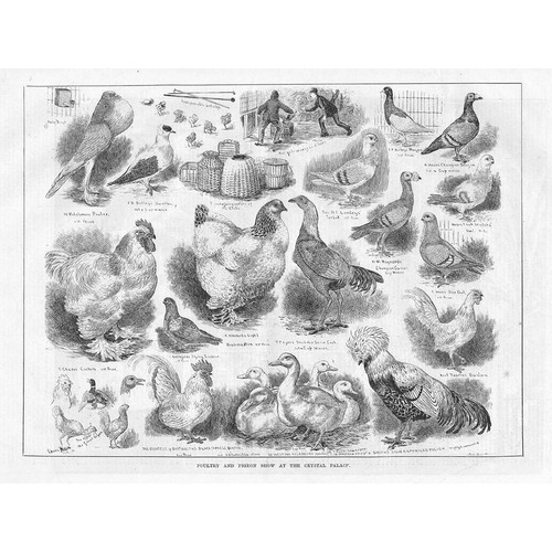 Pigeon poultry show at the - pigeon,