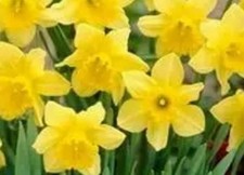 DAFFODIL BULBS (50) healthy