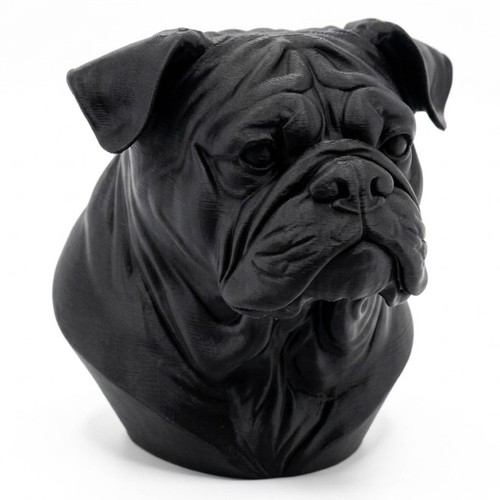 Australian bulldog dog - bulldog,