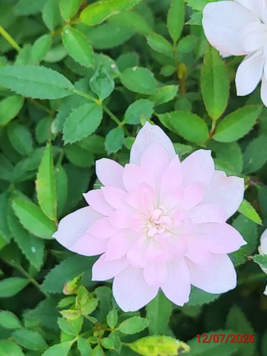 Asian little rose - little,