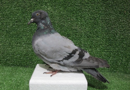 Grey pigeon taxidermy real - grey,