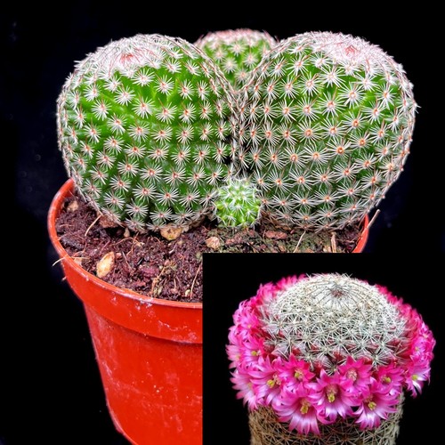 Mammillaria matudae group - matudae, group-