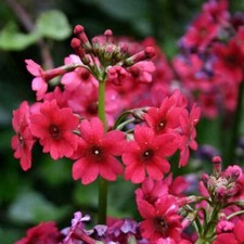 Primula japonica ‘Miller’s