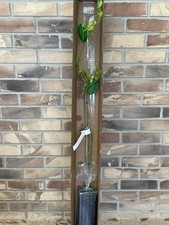 Persian Lime (BUDDED) 4 Ft