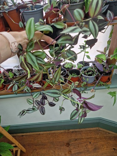 House plants bundle - bundle, +