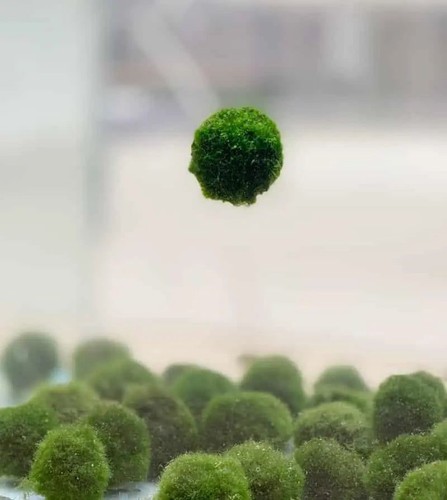 Moss balls marimo buy2get1 - balls,