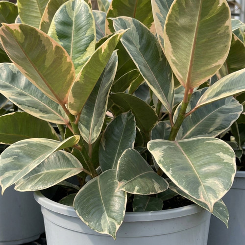 Ficus elastica tineke rubber - 1,