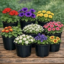 Garden Ready Bedding Plants