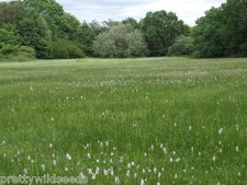 MEADOW GRASS SEEDS MIXTURE 10 SPECIES + CLOVER PASTURE 20g to 20Kg wholesale