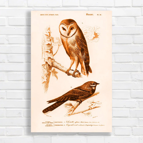 Vintage owls and sparrows - vintage,
