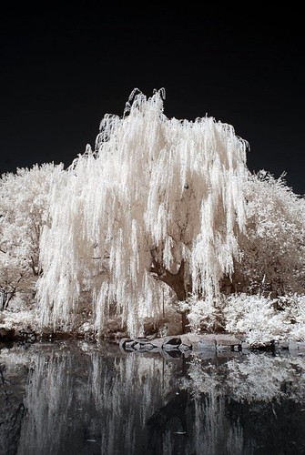 One white willow tree - white,