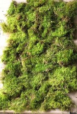Moss XL for Wreath Making