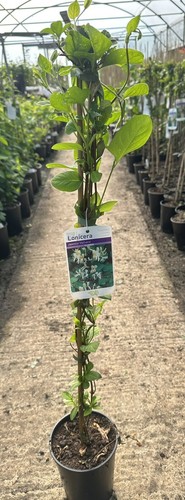 Lonicera japonica halliana - lonicera,
