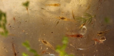 Mix color neocaridina - mix,