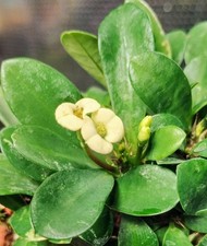 Euphorbia milii Cream or Pink Flowers, Crown of Thorns, Full Potted Plant 