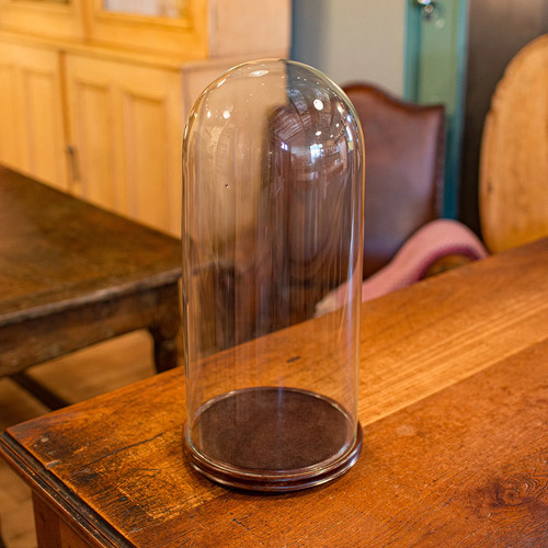 Tall antique taxidermy dome - tall,