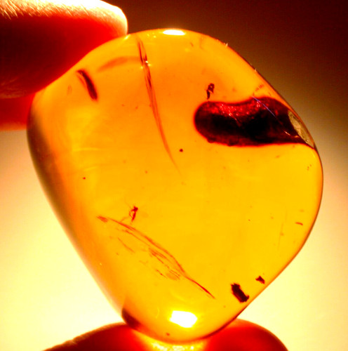 Egg laying fly with armored - fly,