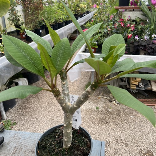 Plumeria rubra frangipani - rubra,
