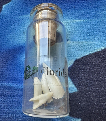 Crocodile teeth fossils - teeth,