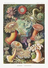 Coral Anemones Ocean vintage