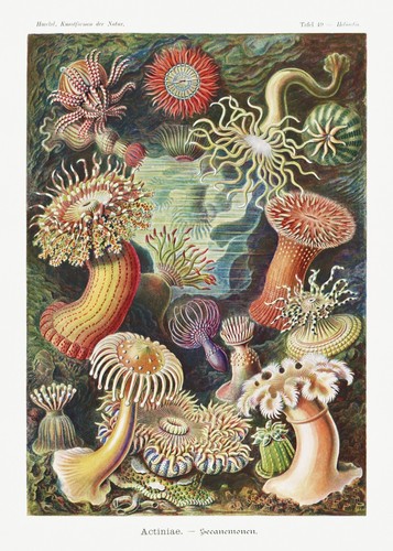 Coral anemones ocean vintage - coral,