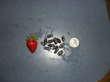 1  CZECH 17 Honeyberry