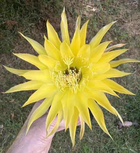 Fresh cactus seed - fresh, x20