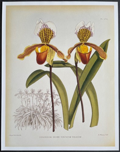 Botany orchids cypripedium - orchids,