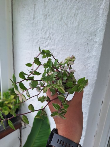 Callisia bianca pink - bianca,