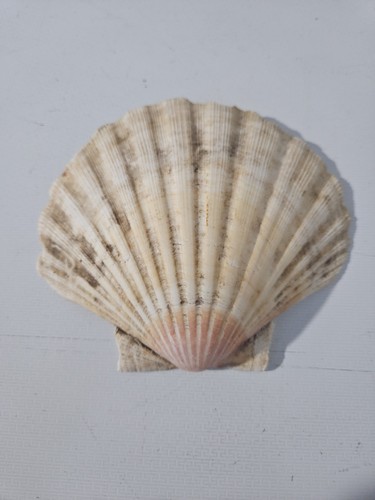 English channel king scallops - english,