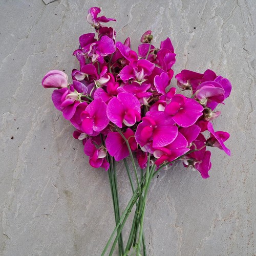 Sweet pea pink - 20,