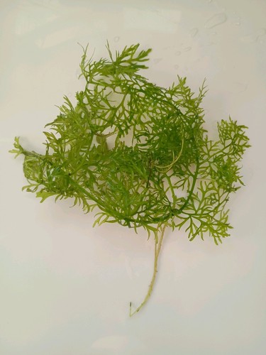 Ceratopteris thalictroides - ceratopteris,