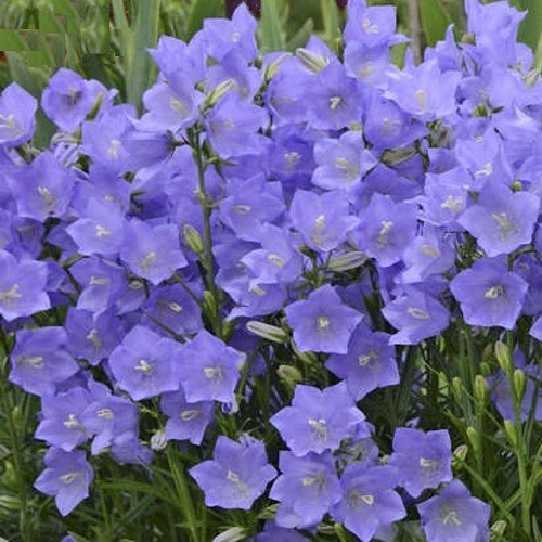 Campanula persicifolia blue - campanula,