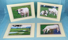 White park cattle river - &,