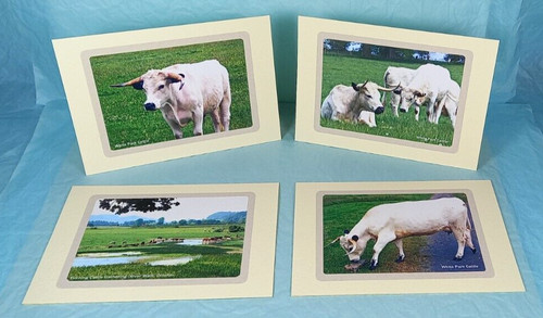 White park cattle - &, river