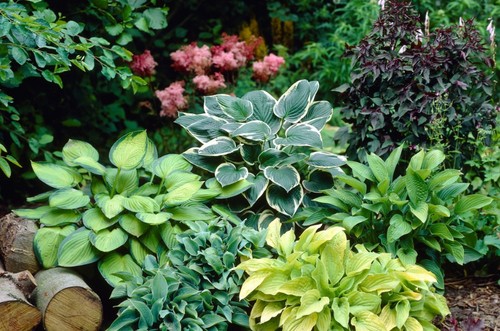 Plants per order 9cm - plants, pots