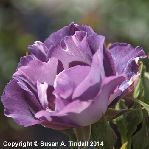 Blue for you - for, rose