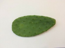 Cactus opuntia ficus-indica
