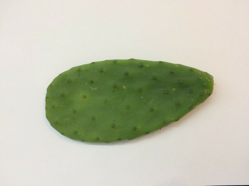 Cactus opuntia ficus indica - opuntia, ficus-indica