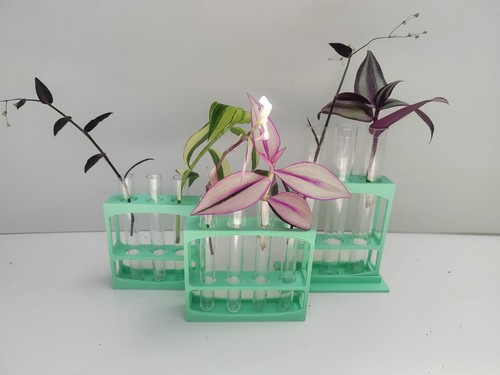 Mint plant propagation - mint,