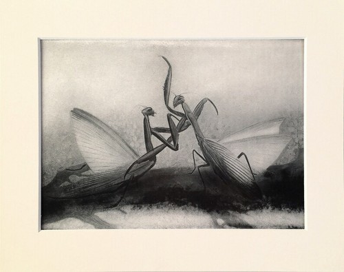Praying mantis 1920s mounted - -,