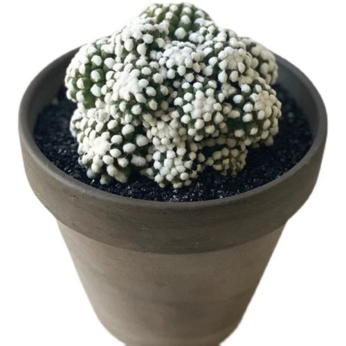 8cm succulent cactus plant - succulent,