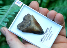 WOW, Genuine MEGALODON SHARK