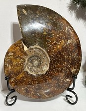 Madagascan Crystal Fossil