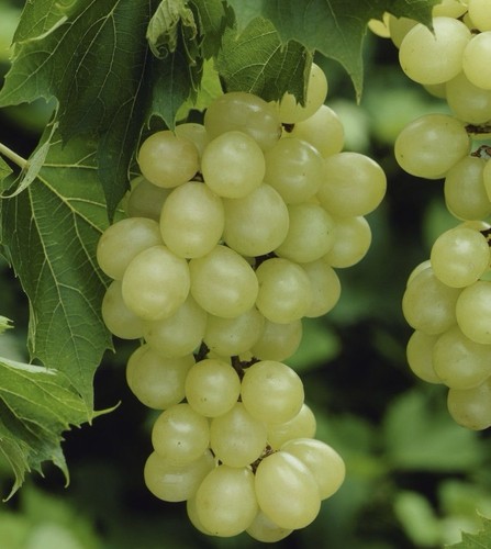 Vitis vinifera muscat - vinifera, ‘muscat’