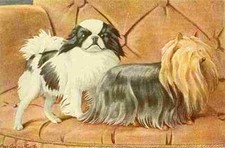 A4 Photo Fuertes Louis Agassiz 1919 Japanese Spaniel & Yorkshire Terrier Print P