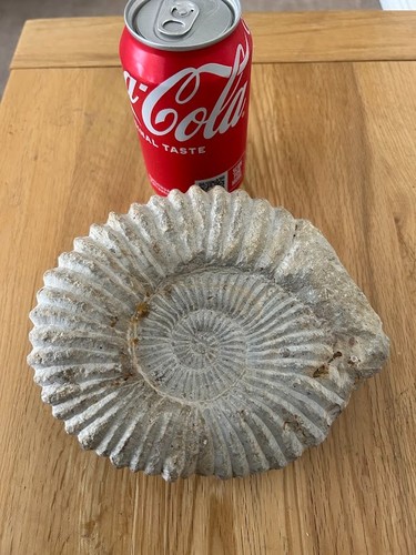 Large fossil ammonite - fossil,