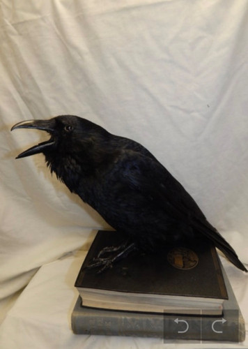 Taxidermy crow grade - crow, a