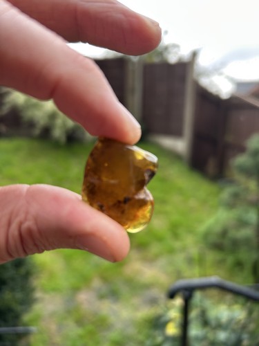 Amber bee drop - amber,